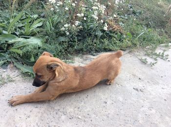 High angle view of dog relaxing plants