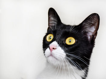 Close-up of cat looking away against white background