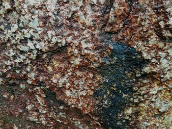 Close-up of lichen on rock