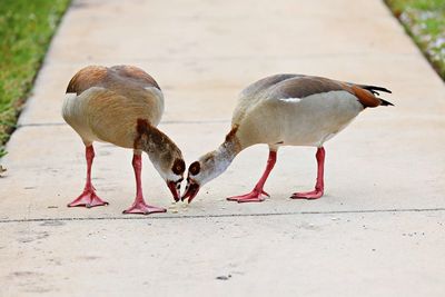 View of birds on footpath