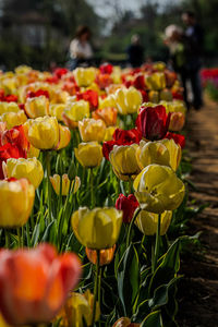 Close-up of yellow tulips