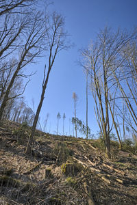 Bare trees on landscape against clear sky