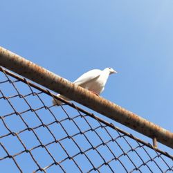 Low angle view of bird perching against clear blue sky