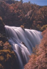 Scenic view of waterfall in forest