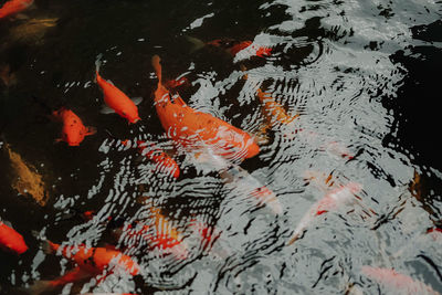 High angle view of koi carps swimming in lake