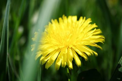 Close-up of yellow flower blooming outdoors