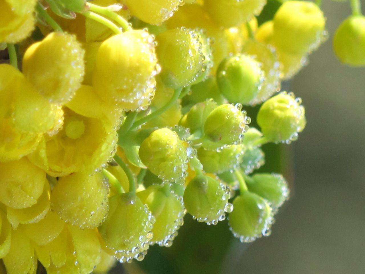 freshness, close-up, growth, drop, water, focus on foreground, nature, wet, beauty in nature, fragility, green color, plant, leaf, yellow, fruit, selective focus, flower, day, no people, dew