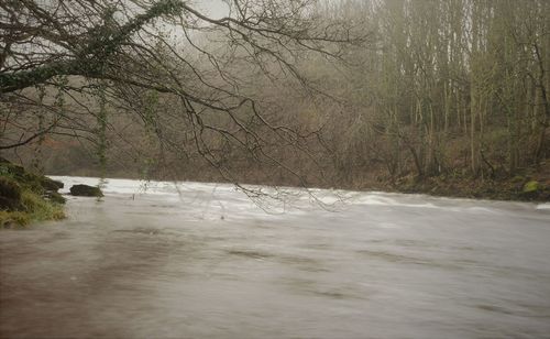 Scenic view of river flowing through forest