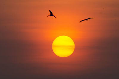 Silhouette bird flying against orange sky