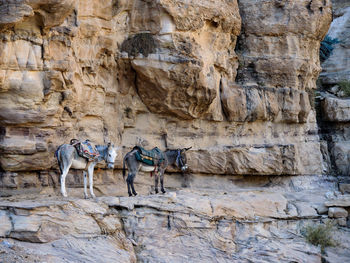 Horse on rock