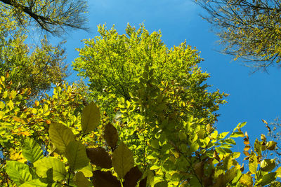 Yellow tree against clear sky