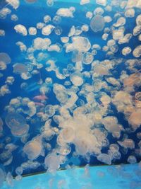 Close-up of jellyfish in sea