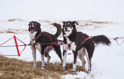 Beautiful alaska husky dogs resting during a sled dog race. long distance sled dog race in norway.