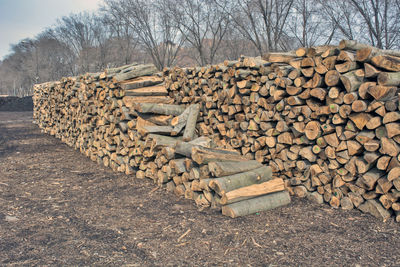 Stack of logs in forest