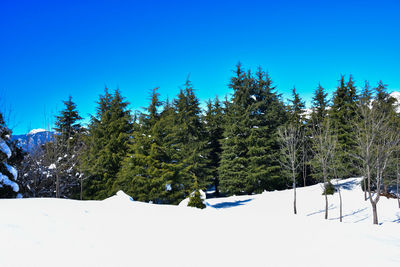 Pine trees on snow covered mountains against clear blue sky