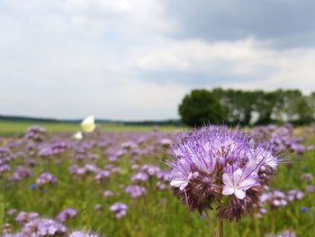 Close-up of purple flowering plant on field against sky