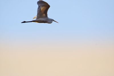 Low angle view of seagull flying in sky