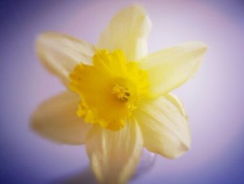 Close-up of yellow flower