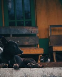 Close-up of dog sitting outdoors