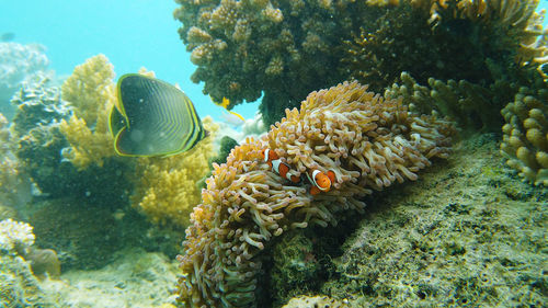 Fish swimming in sea