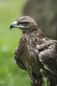 Close-up of steppe eagle