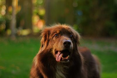 Close-up portrait of dog on field