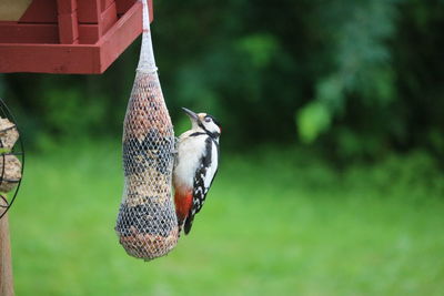 Butterfly perching on a bird feeder