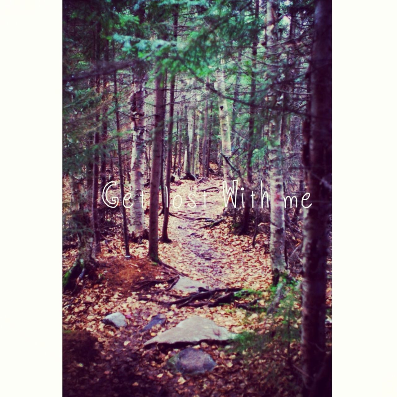 transfer print, tree, auto post production filter, forest, tree trunk, tranquility, growth, nature, the way forward, woodland, day, tranquil scene, plant, outdoors, no people, beauty in nature, rock - object, non-urban scene, scenics, footpath