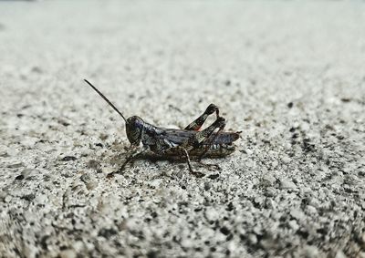 Close-up of insect on sand