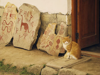 Cat sitting on wall