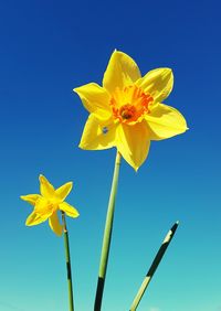 Low angle view of yellow flowering plant against blue sky