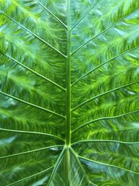 Full frame shot of palm leaves