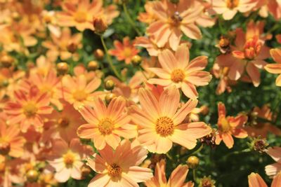 Close-up of yellow flowers