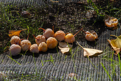 High angle view of mushrooms growing on land