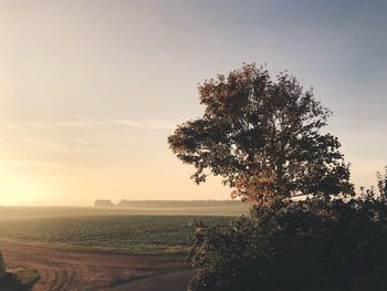 Tree on field against sky at sunset