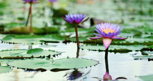 Lotus water lily in lake