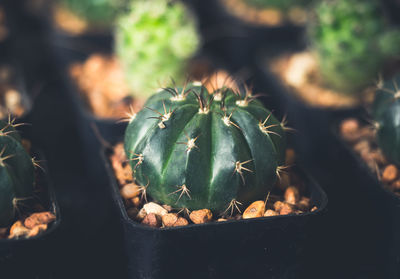 Close-up of succulent plant