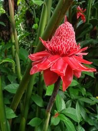 Close-up of red rose flower