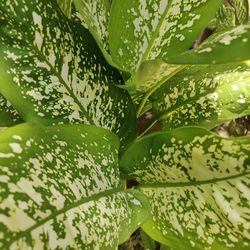 Full frame shot of succulent plant