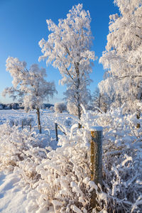 Snow covered land and trees against sky