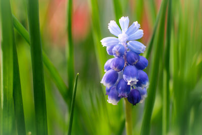 Close-up of purple crocus flower