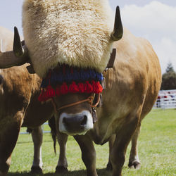 Close-up of horses standing on field