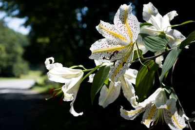 Close-up of white flowering plant