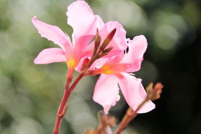 Close-up of pink flowering plant