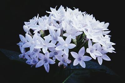 Close-up of flowers blooming against black background