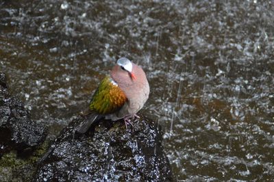 Bird perching on rock in water