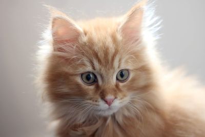 Close-up portrait of cat