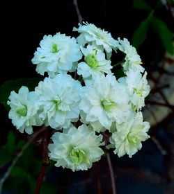 Close-up of white flowers