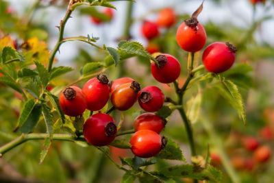 Close-up of cherries on tree