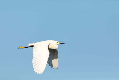 Great white egret ardea alba bird flying across a blue sky in sarasota, florida